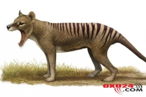 Qorxunc varlıq geri dönür: 1936-cı ildə nəslinin tükəndiyi deyilmişdi…