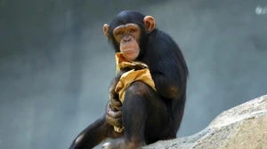 Bakıda meymun evdən qaçıb, tapana mükafat veriləcək - FOTO