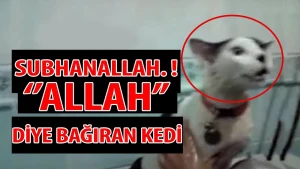 Tükürpədən görüntü: Suya salınan pişik "Allah" dedi