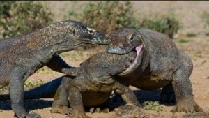 Dəhşət: əvvəl şikarını zəhərlədi, iflic etdikdən sonra diri-diri parçaladı