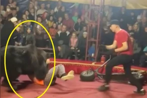 Sirkdə dəhşət: Ayı kişini parçaladı