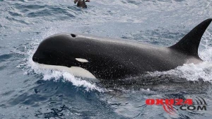 İtkin düşən turisti balinanın qarnından tapdılar