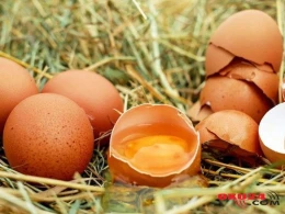 Qabığı çatlamış yumurtanı yemək olarmı?