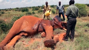 Filin  bədəninə batırılmış oxlar belə çıxarıldı