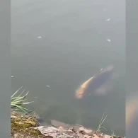 "İnsan başlı" balıq görüldü - İNANILMAZ