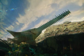 Qəribə görünüşlü balığın qəribə xüsusiyyəti: Erkək olmadan bala verir