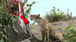 Meymun balası aslanın döşündən süd əmdi