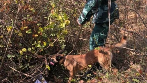 Azərbaycanda meşədə gizlədilmiş silah-sursat tapıldı