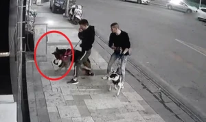 Şəhərin mərkəzində dəhşətli anlar kamerada: İt pişiyi parçaladı