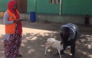 Xuraman Şuşalı 4-cü dəfə ana oldu, qızı üçün Afrikada qurban kəsdirdi - VİDEO