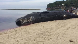 Sahildə tapılan nəhəng canlı insanları qorxuya saldı: 12 metr uzunluğu var