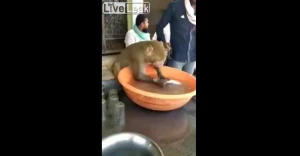 Restorandan şok görüntü: Meymun qab yuyur