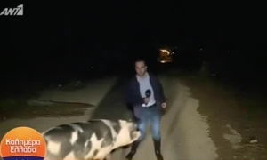 Canlı yayımda dəhşət: Donuz aparıcıya hücum etdi