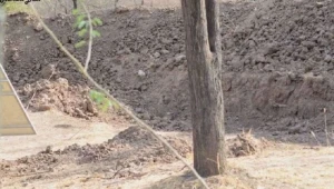 Fotoda heyvan harada gizlənib? — Dünyaca  məşhur  TEST