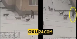 Dəhşətli görüntü: Ac itlər küçədə kişiyə hücum çəkdi