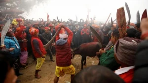 Dəhşətli festival BAŞLADI: Qan su yerinə axır - FOTOLAR 18+