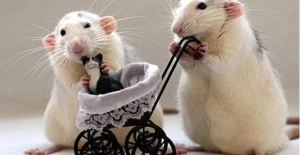 2020-ci il kimlərə düşərli olacaq? Siçan ilinin PROQNOZLARI