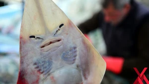 Dənizdən insan  üzlü  balıq  tutuldu - VİDEO