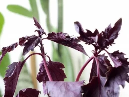 Cinsi istəyi artıran TƏBİİ afrodizyak