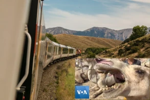 Dəvə sürüsü qatarın altında qaldı - Dəhşətli görüntü