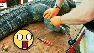 Timsahlara nasosla hava vurdular, görün nə oldu +VİDEO