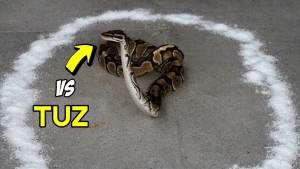 Zəhərli ilanın ətrafına düz səpdilər, etdiyi hərəkət hər kəsi şoka saldı +VİDEO