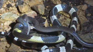 Qəribə səslər eşidən blogger gördüklərindən şoka düşdü: İki ilan bir-birini parçaladı +VİDEO