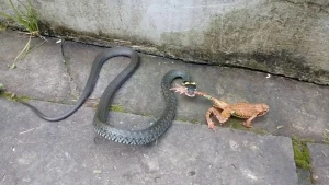 İlan qurbağanın ayağından yapışıb diri-diri uddu +VİDEO