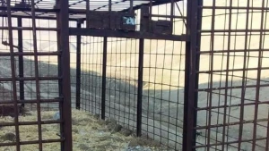 Azərbaycanda hər kəsi ŞOKA SALACAQ HADİSƏ: tələ qurur və nizə ilə... - FOTO