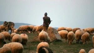 Saatlıda çoban güllələnərək qətlə yetirildi