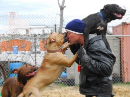 Küçədə dəhşət: Pitbull iki nəfəri parçaladı