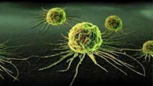 Xərçəngin qarşısını alan 3 QİDA