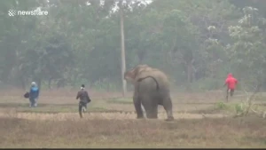 Fil insanlara hücum edib, onları tapdadı
