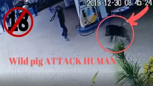 Dəhşətli görüntü: Vəhşi heyvan şəhərin ortasında insanlara hücum etdi,yaralılar var