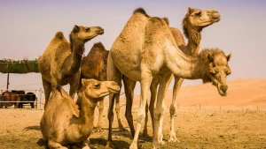 Hökumətdən ŞOK QƏRAR: 10 min dəvə GÜLLƏLƏNƏCƏK
