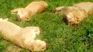 Zooparkdakı şirləri kəsdilər - Falçılara satmaq üçün