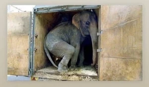 Sirkdən dəhşətli görüntü yayıldı: Heyvanlara belə işgəncə verilir (VİDEO)