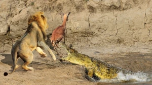 İki timsah ceyranı diri-diri ortadan böldü (18+VİDEO)