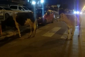 Bakıda küçədə inək peyda oldu - Güllələyib öldürdülər