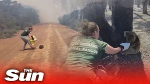 Dəhşətli görüntü: yanan meşədən heyvanlar belə xilas edildi