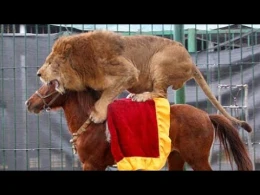 Dəhşətli görüntü: Atı diri-diri ac şirlərin qəfəsinə atdılar (18+)