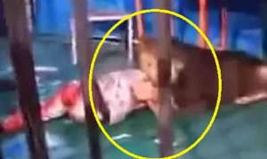 Sirkdə dəhşət:aslan kişini parçaladı,hadisə kamerada (18+VİDEO)