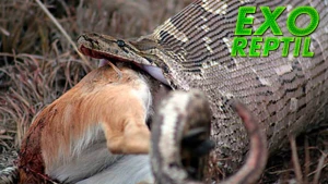 İlan ceyranı diri-diri uddu (18+ VİDEO)