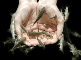 Dünyaca məşhur "həkim balıqlar" nədir? - İnanılmaz FAYDALARI