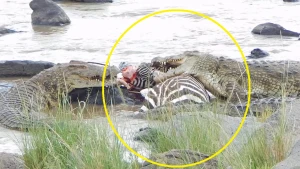 Dəhşətli görüntü: Timsahlar suya düşən zebranın başını üzdü (18+VİDEO)