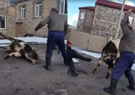 Ermənilərin vəhşiliyinin görüntüsü: İnəyin başını balta ilə kəsdilər (18+VİDEO)