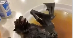 Koronavirusu belə yayılıb - Çindən şok video yayıldı