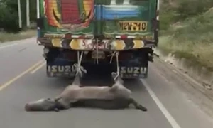 Eşşəyi maşının arxasına bağlayıb sürüdü (18+VİDEO)