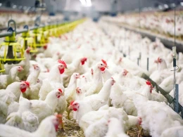 Azərbaycana bu ölkələrdən diri quş və quş məhsullarının idxalına müvəqqəti məhdudiyyət qoyuldu