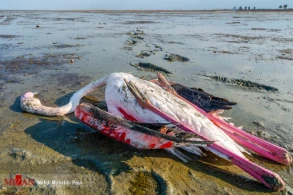 Xəzərdə quşlar kütləvi şəkildə  ölür  - ŞOK FOTOLAR